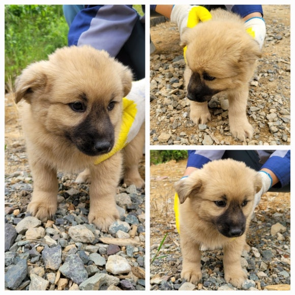 무안군유기동물보호소_446495202500144